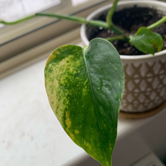 Pothos Plant - Picture 2 of 12